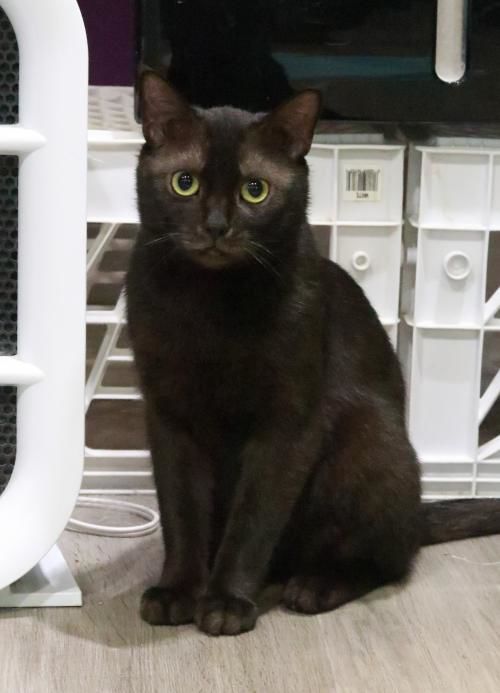 52319 Blackie.jpg
